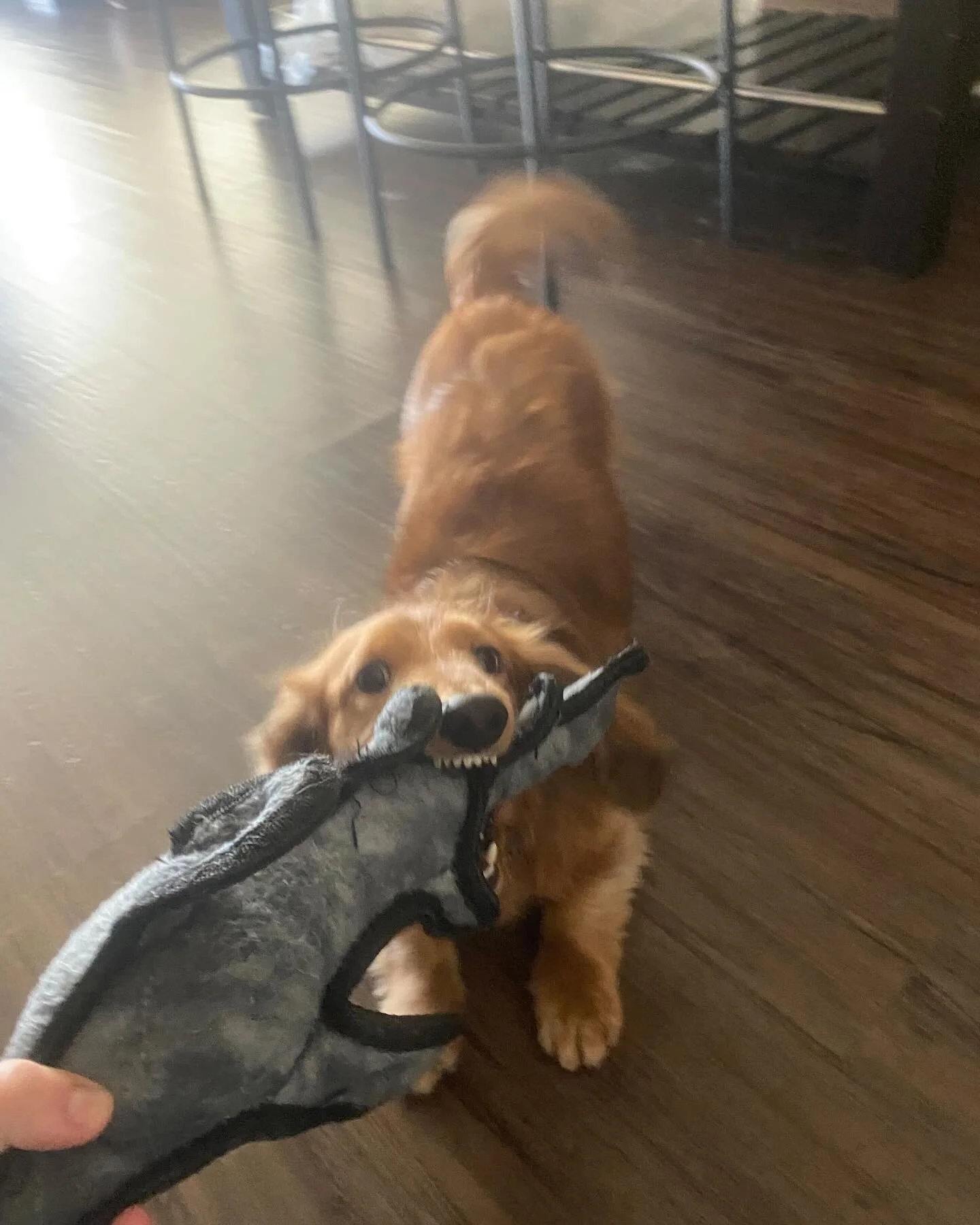 Contact Us + A Client — Lend A Paw Professional Pet Sitter in