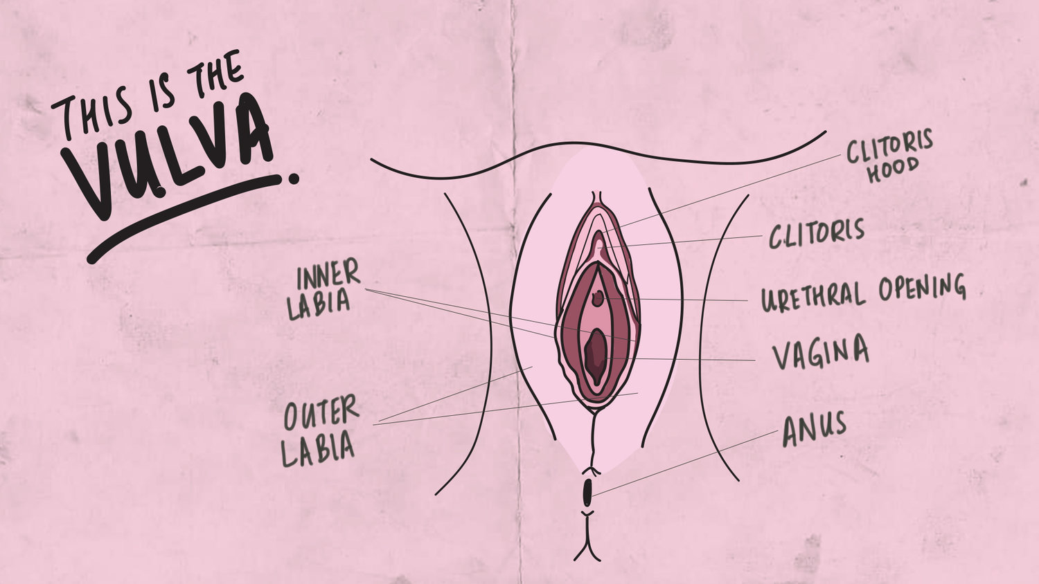 Anatomy of a vagina (credits: http://www.howtoadult.sg/fyi-penis-and-vagina/ )