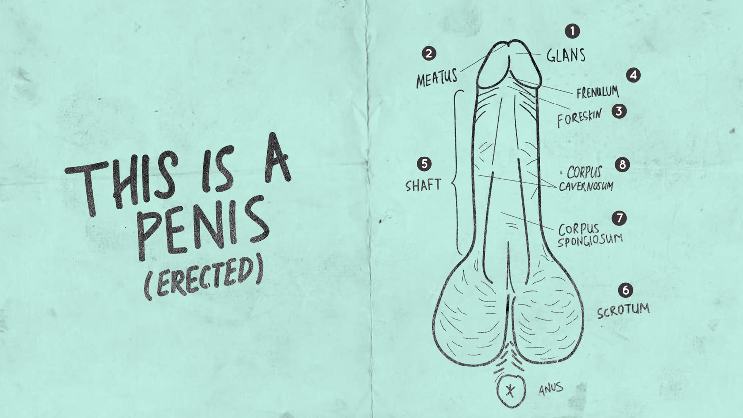 Anatomy of a penis (credits: http://www.howtoadult.sg/fyi-penis-and-vagina/ )