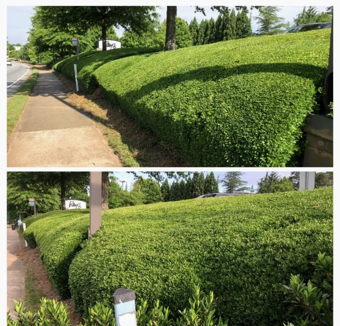 trim2.jpg