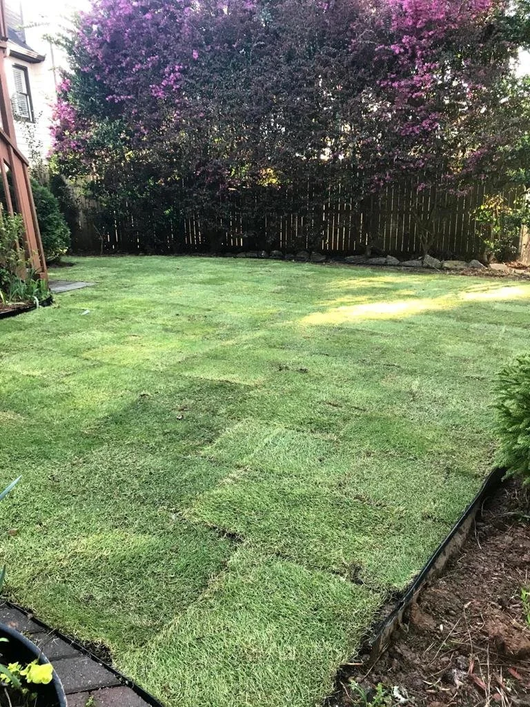 grass.JPG