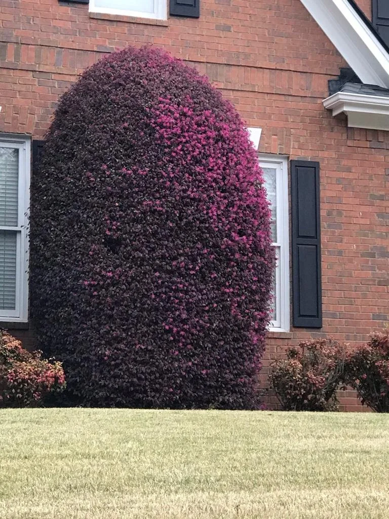 trimming.jpg