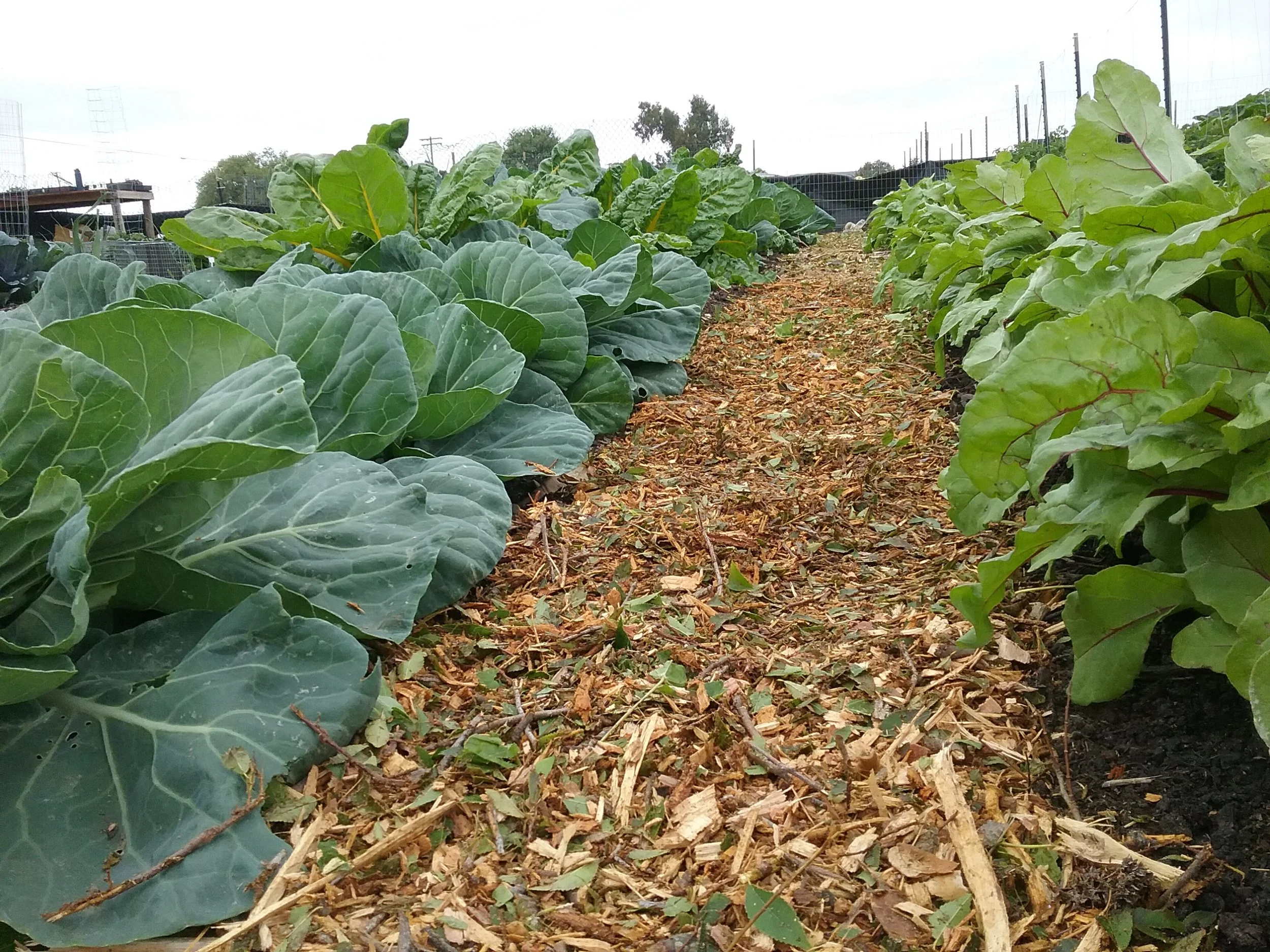 First crops are ready