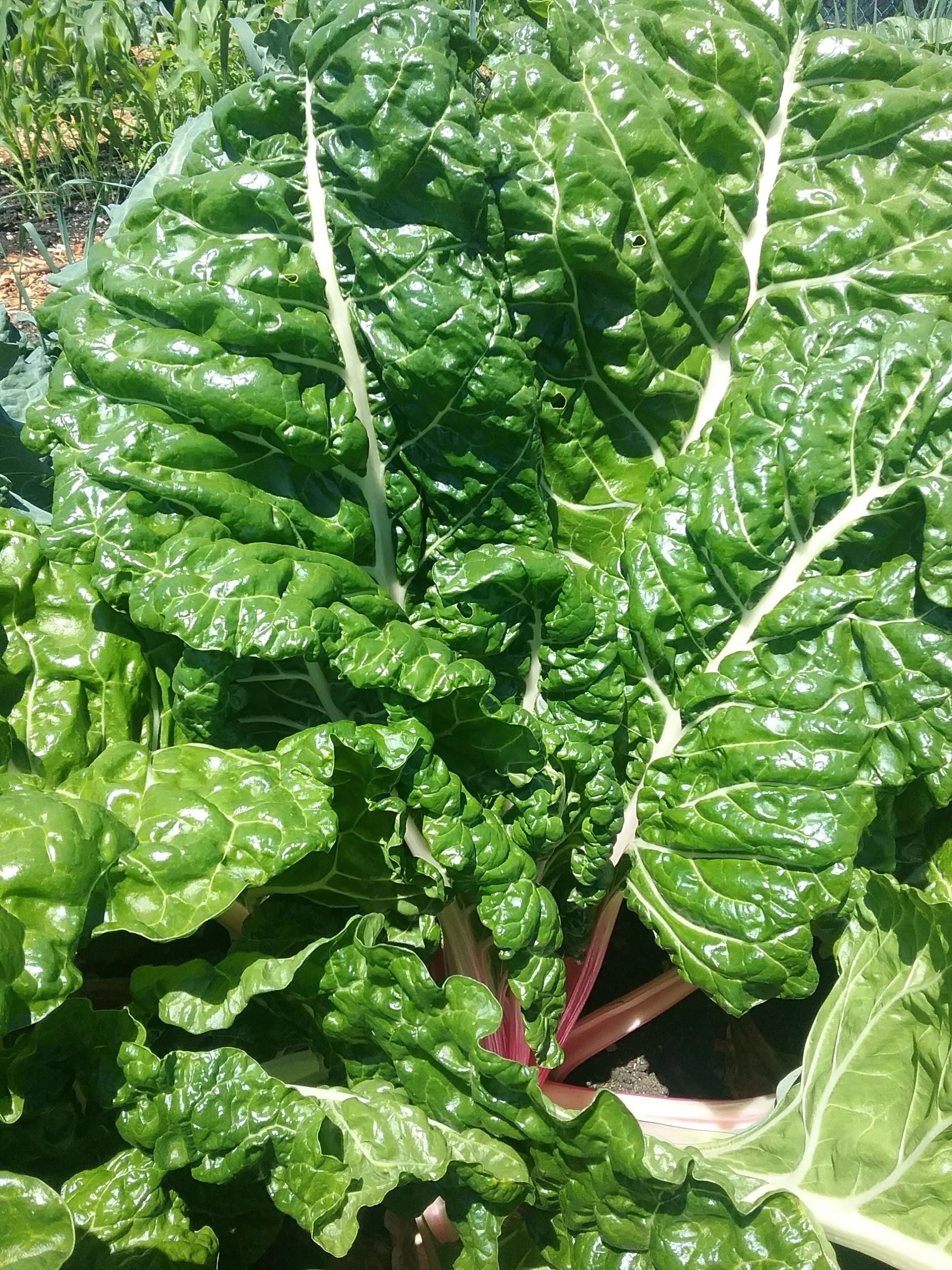 Easy Swiss Chard