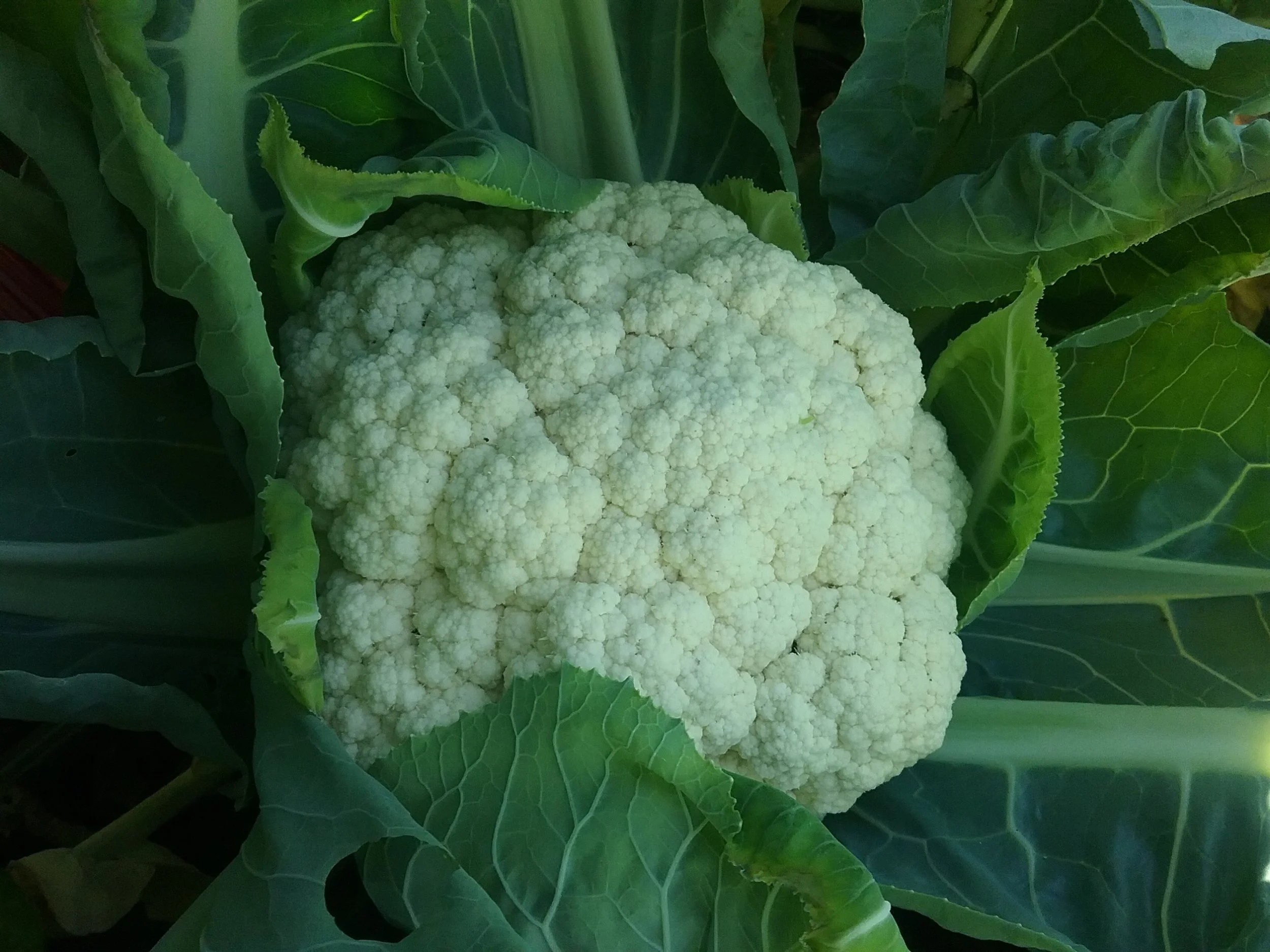 Cauliflower