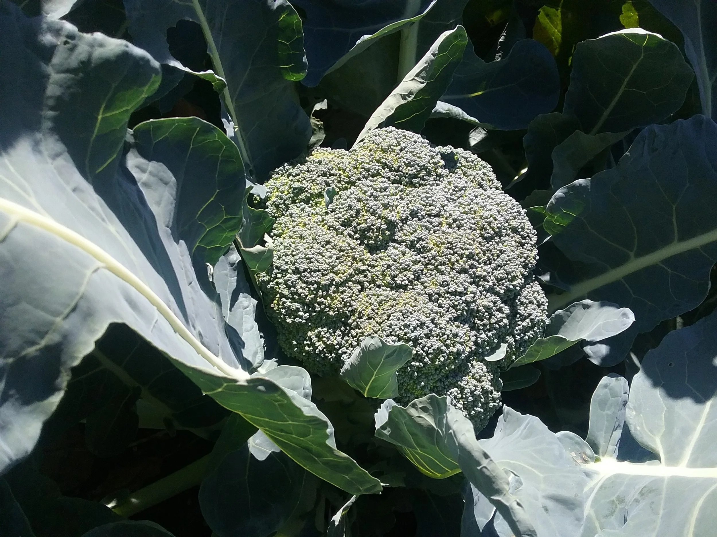 Broccoli