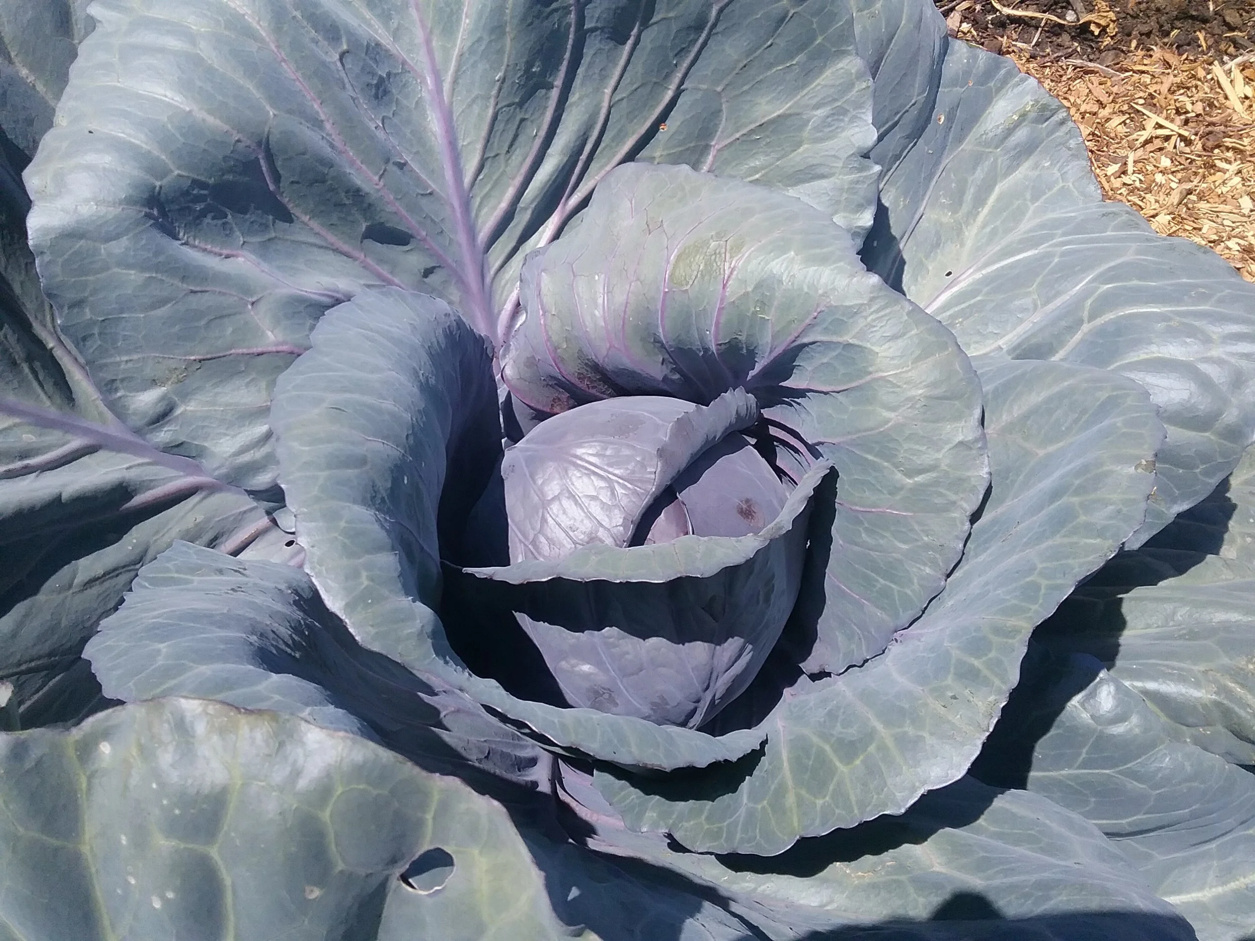 Red Cabbage