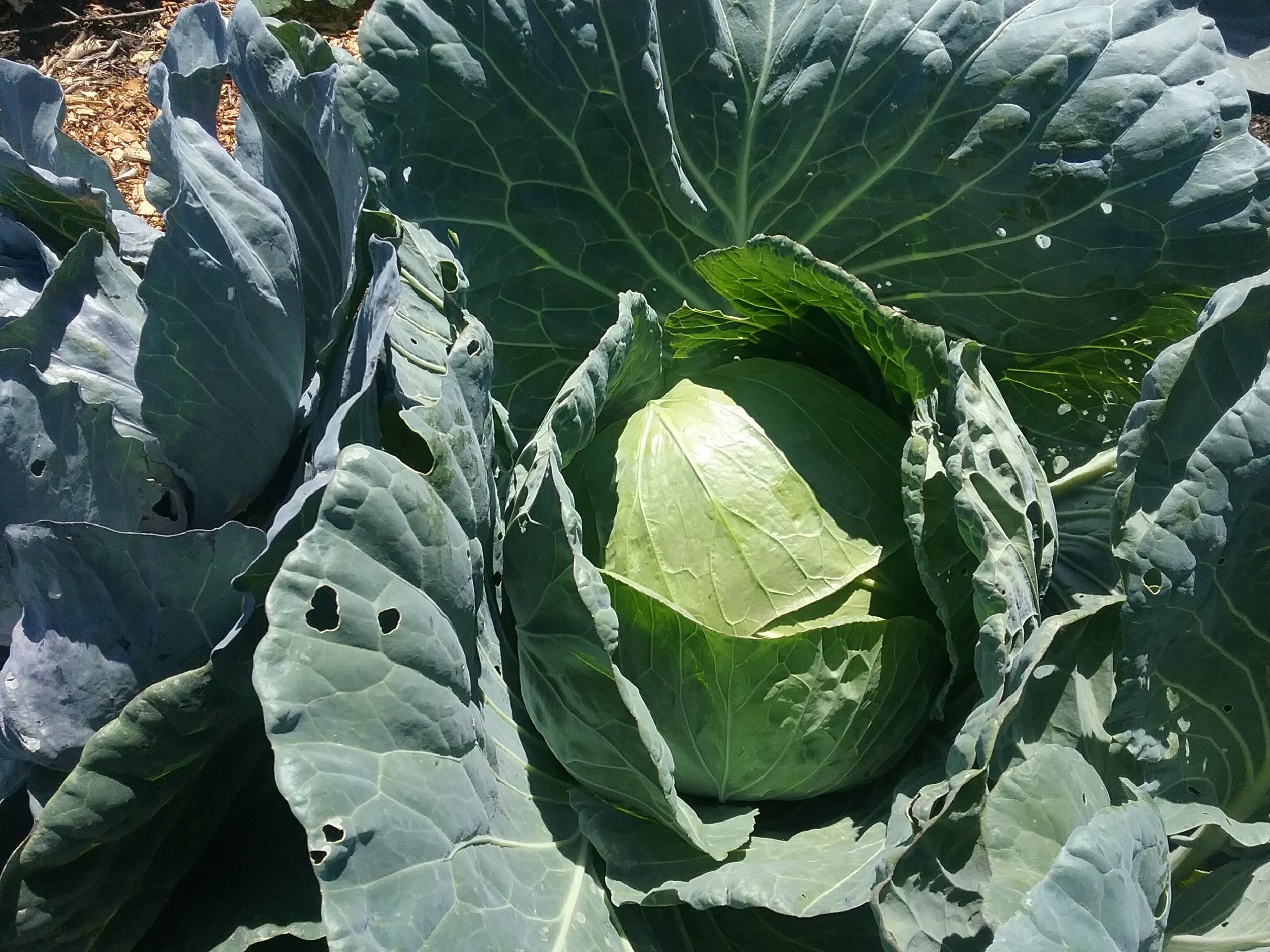 Green Cabbage