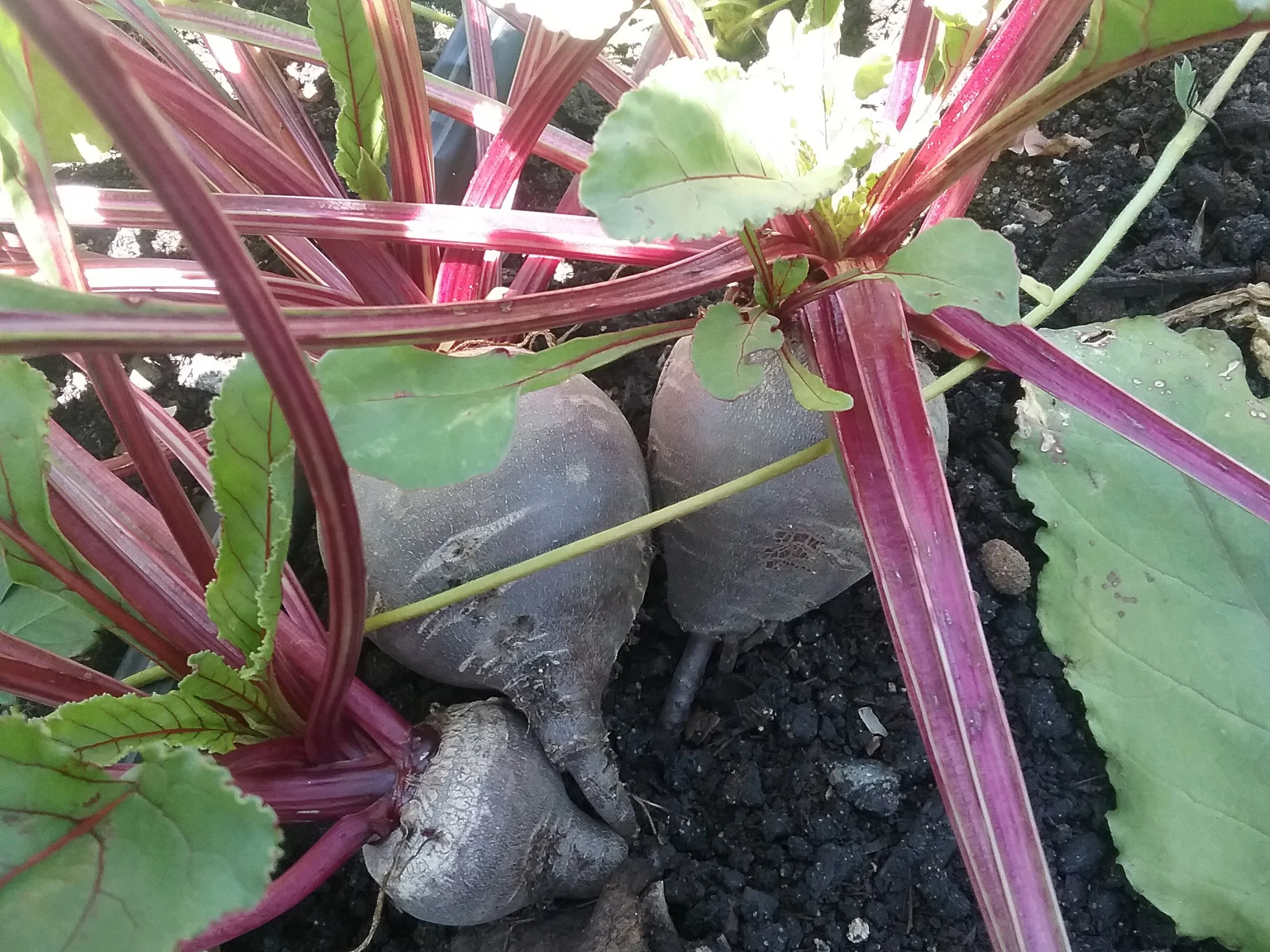 Beets