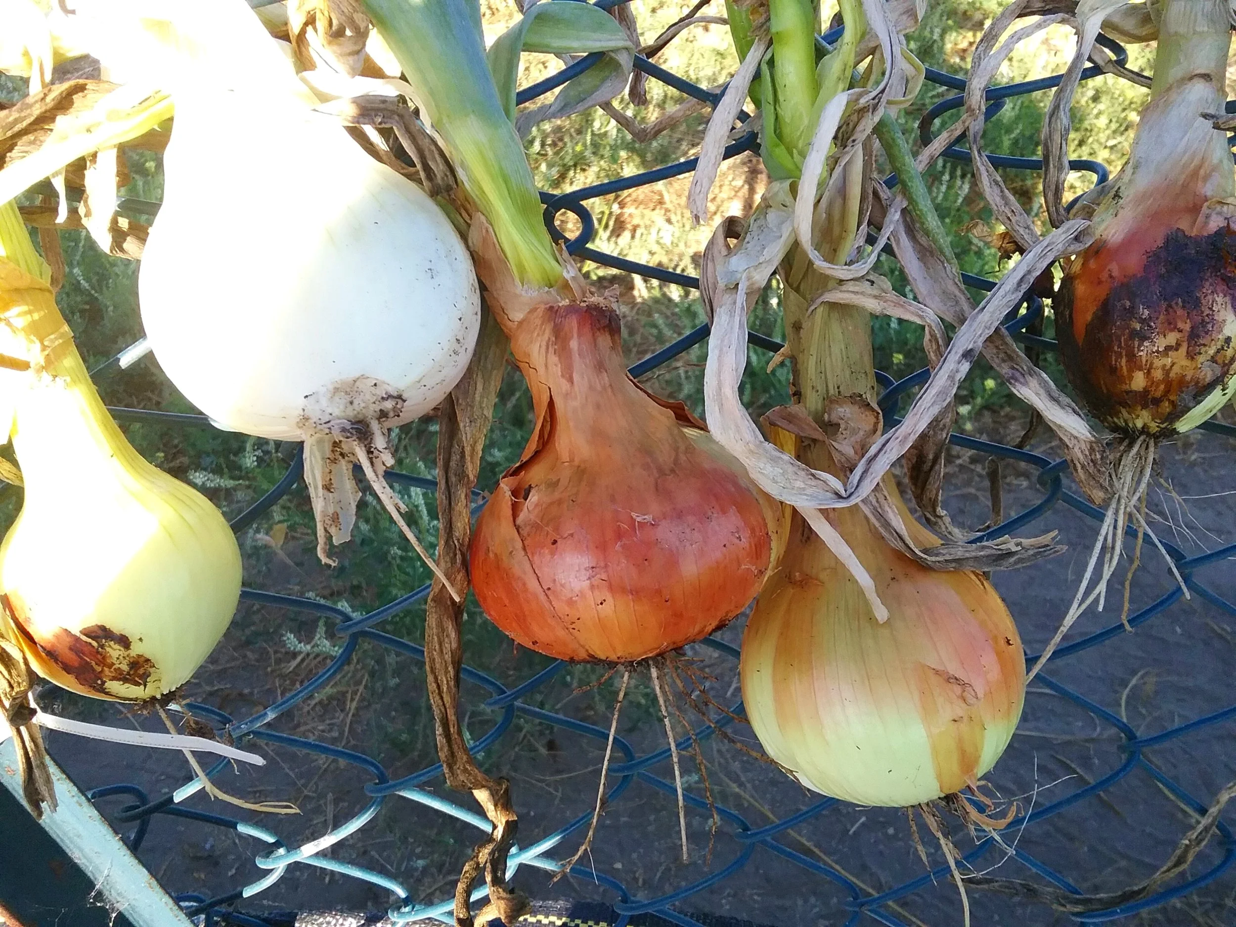Yellow Onions