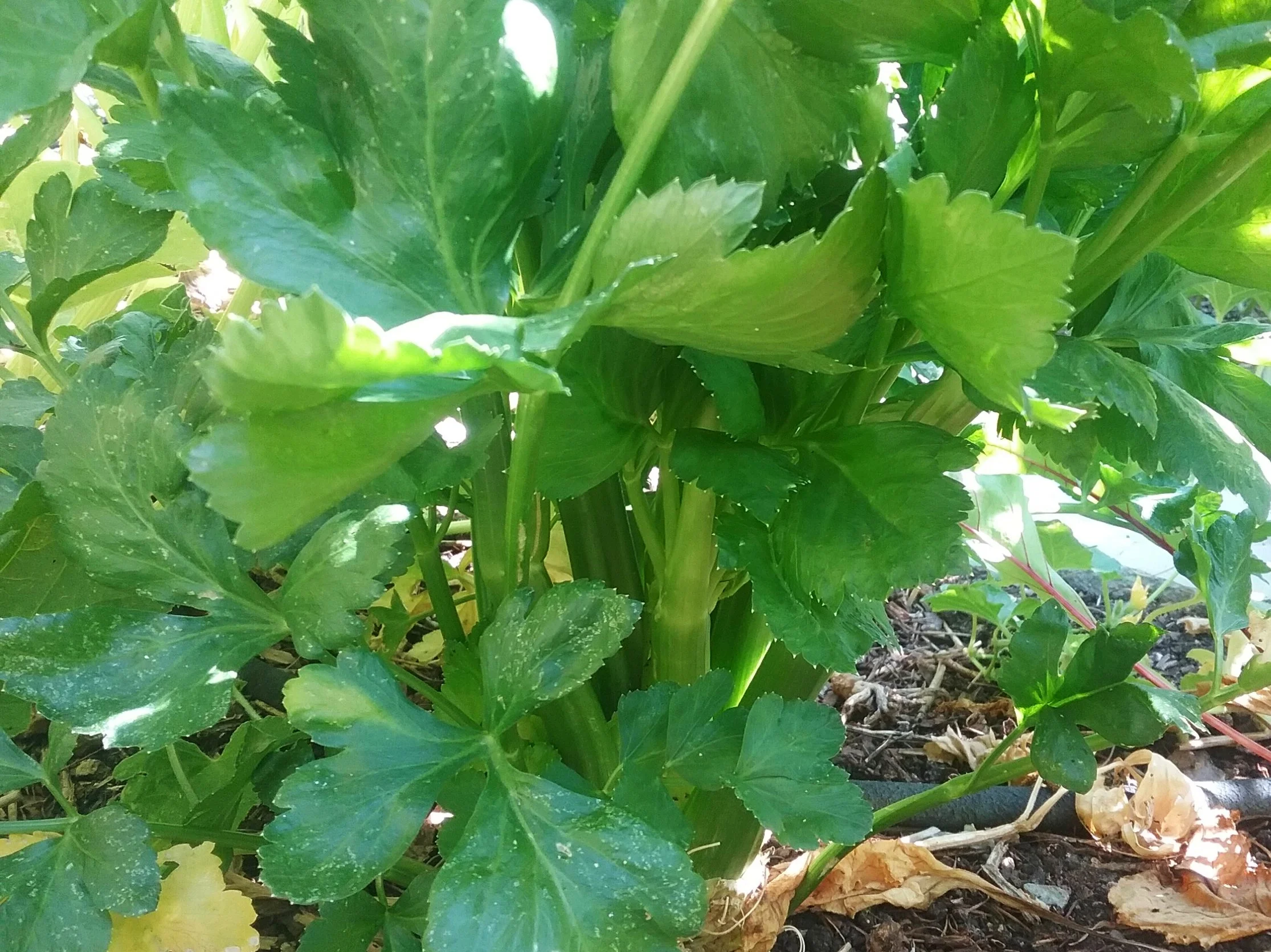 Celery