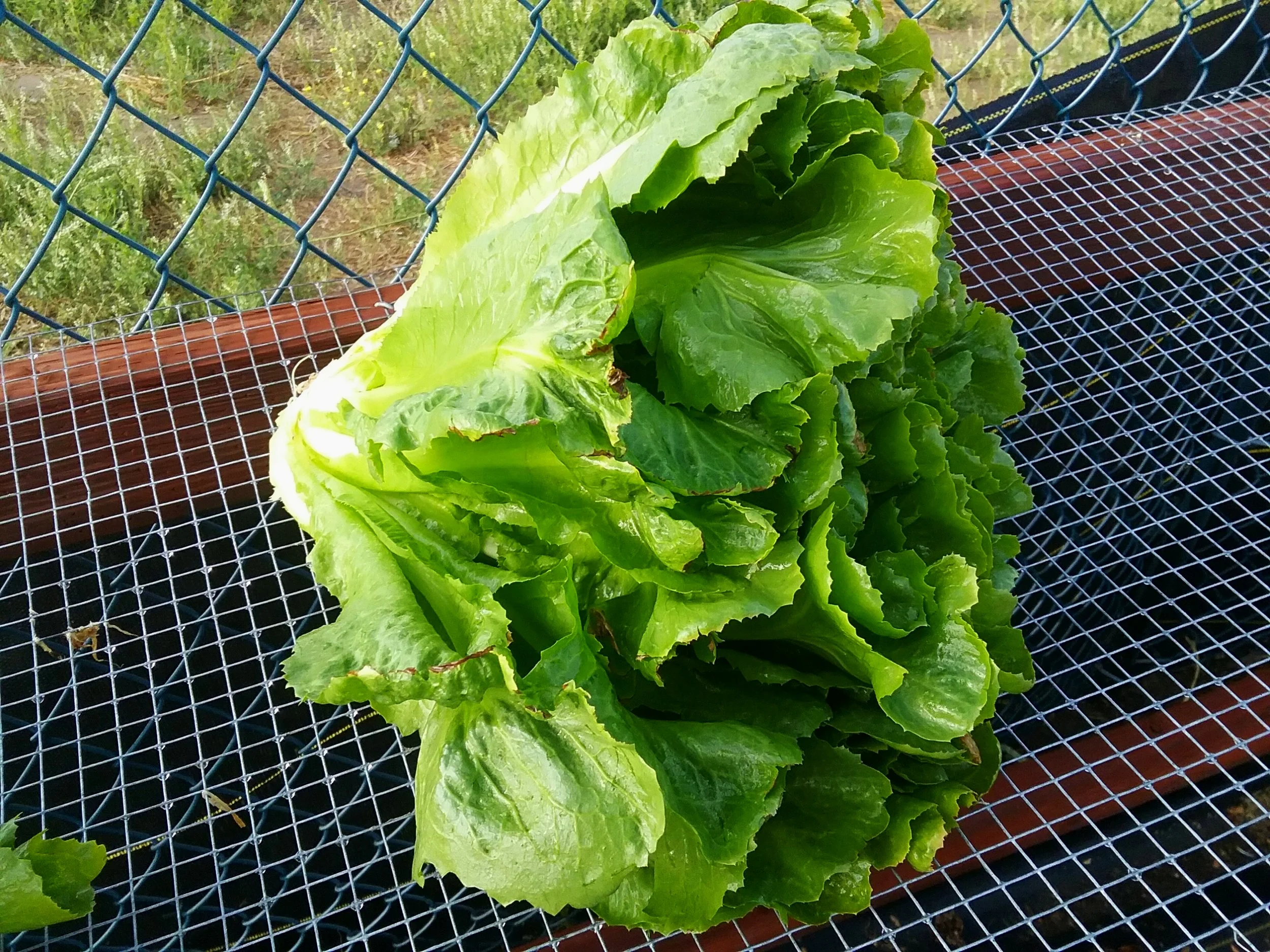 Escarole