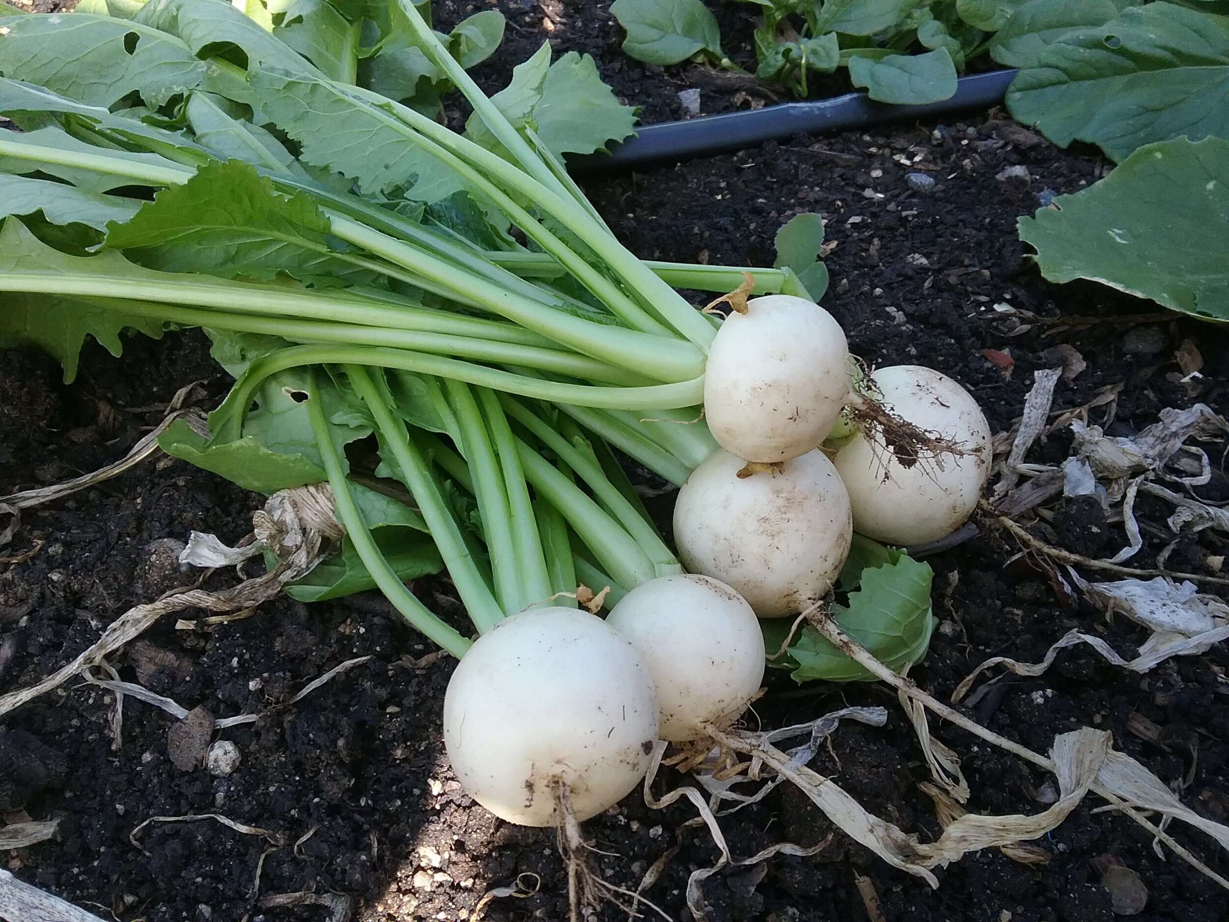 Hakurei Turnips