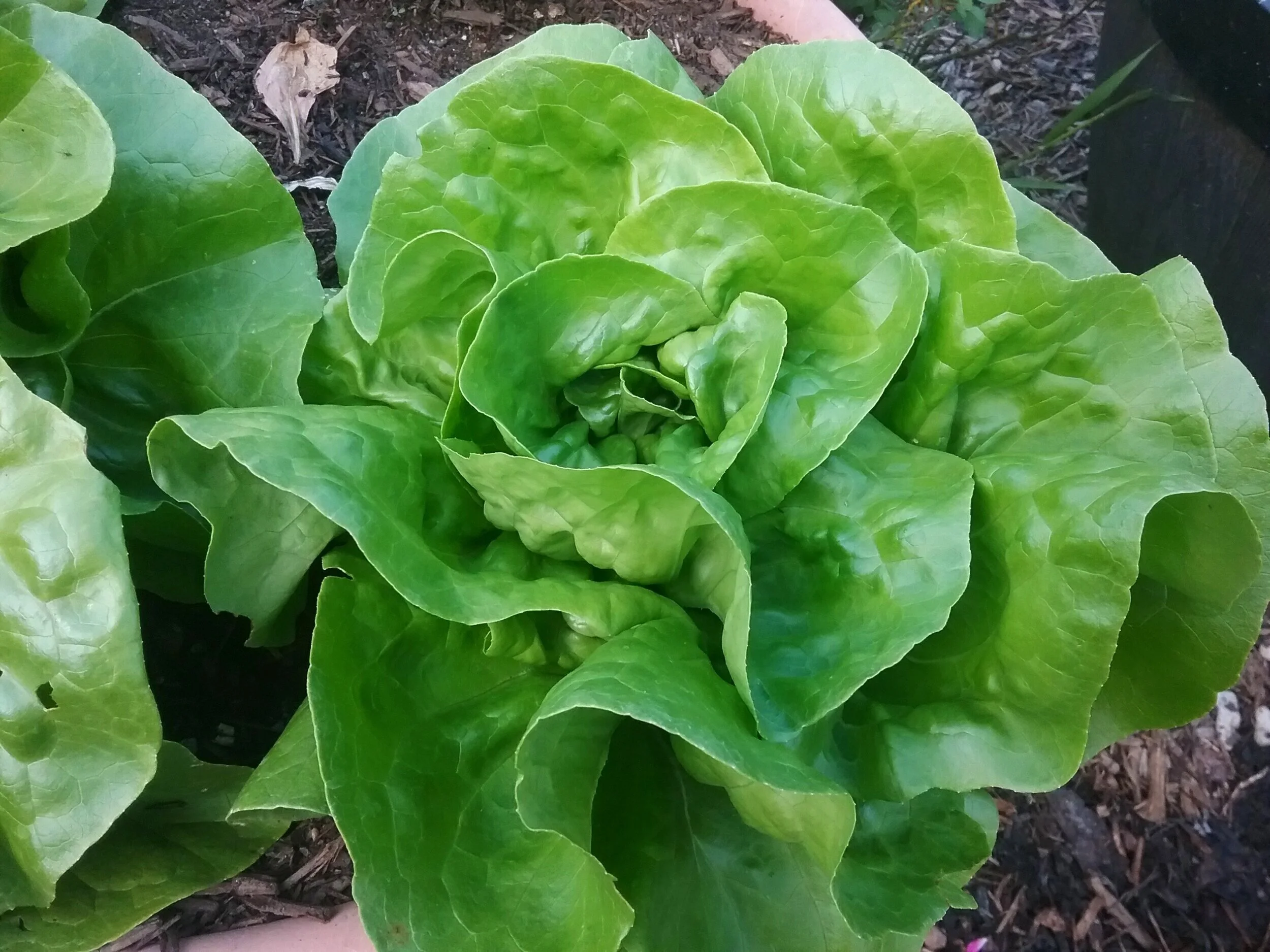 Butterhead Lettuce