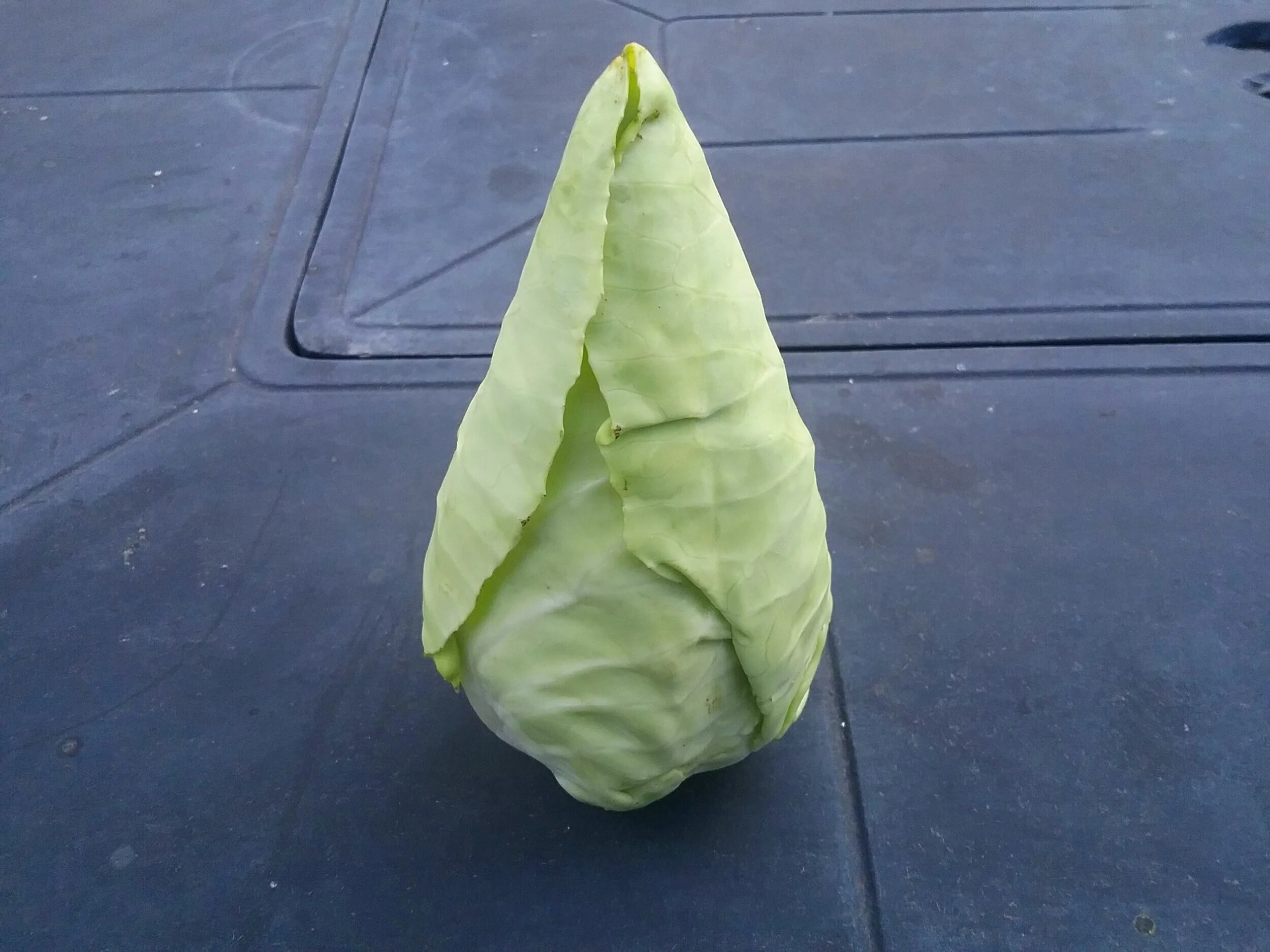 Spring Cabbage