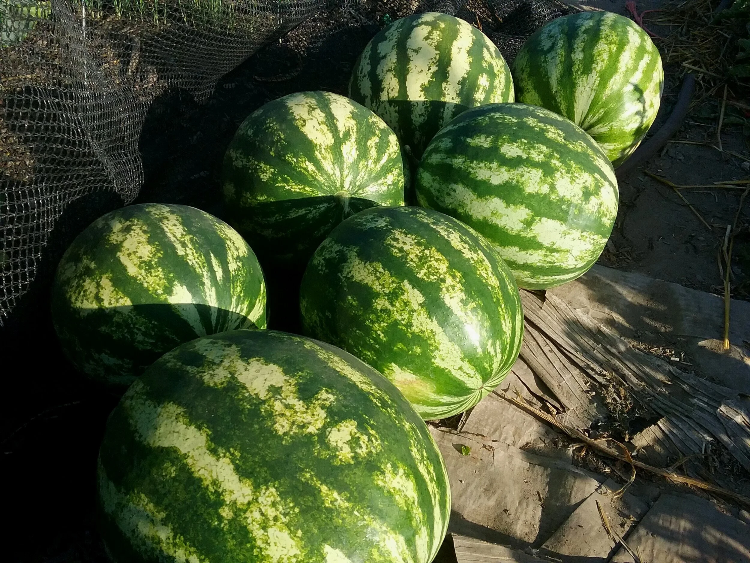 Watermelon