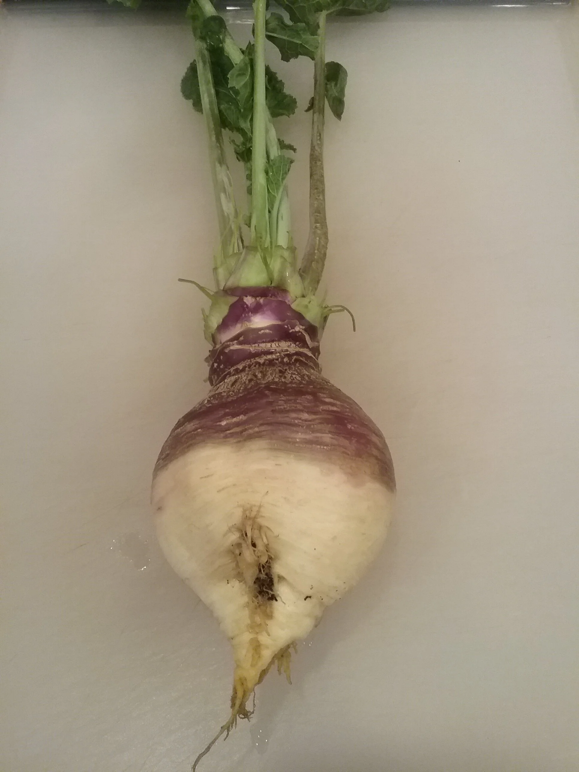 Rutabaga (out of season)