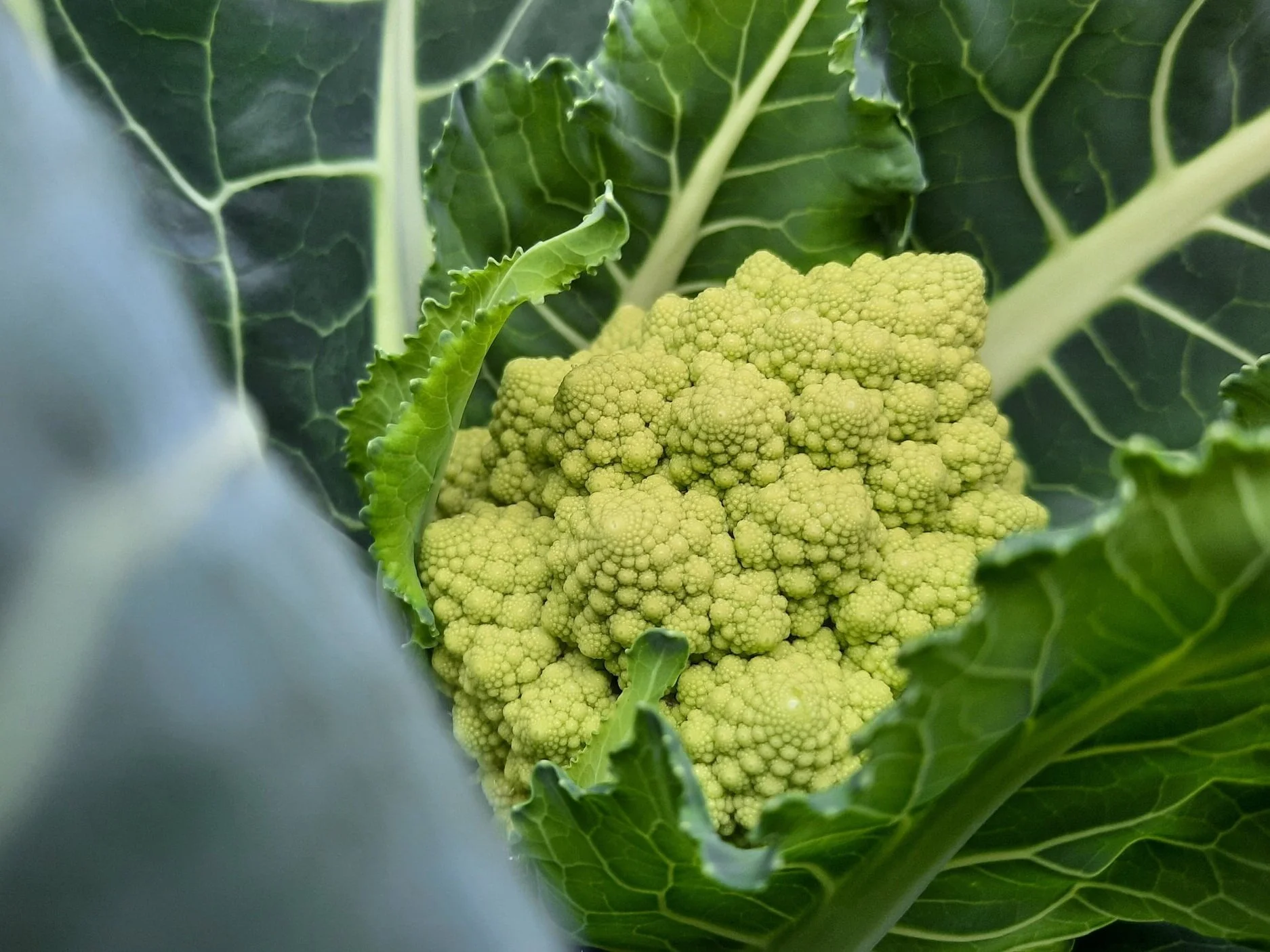 Romanesco Broccoli