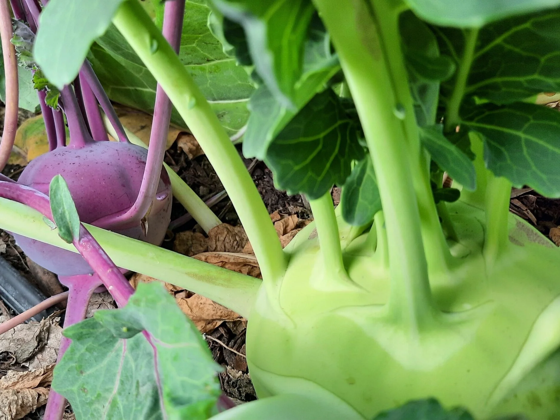 Kohlrabi