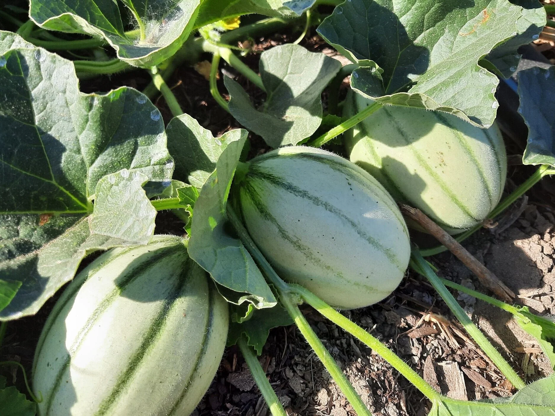 Cantaloupe Melon