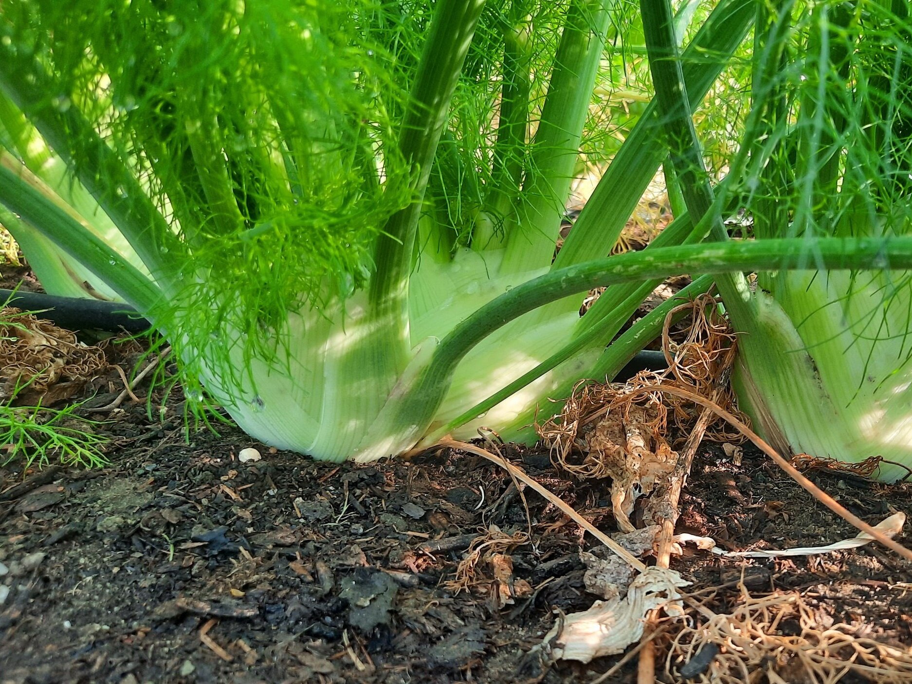 Bulb Fennel