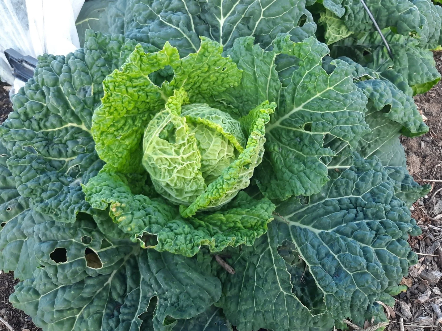Savoy Cabbage