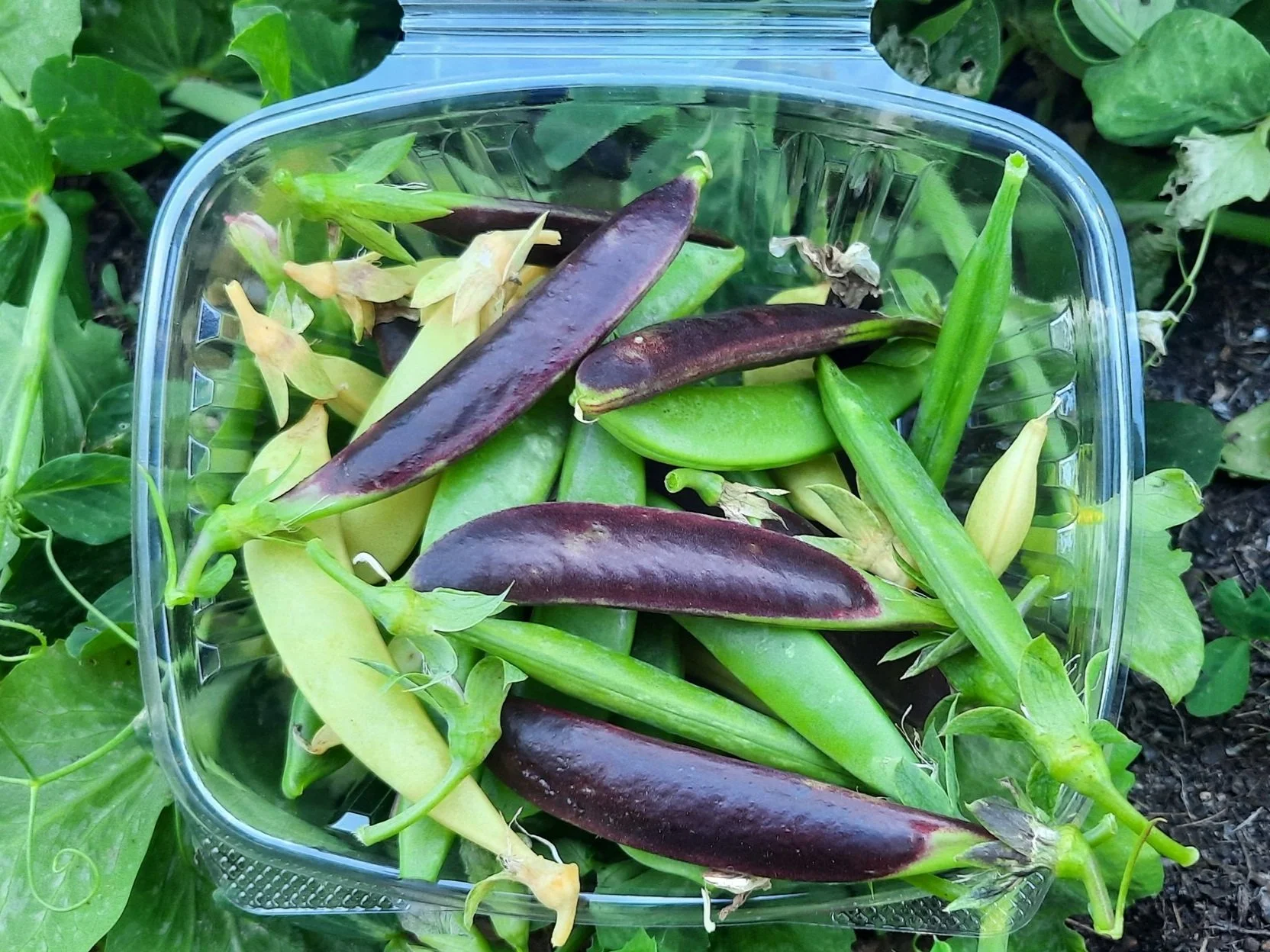 Multicolor Snap Peas