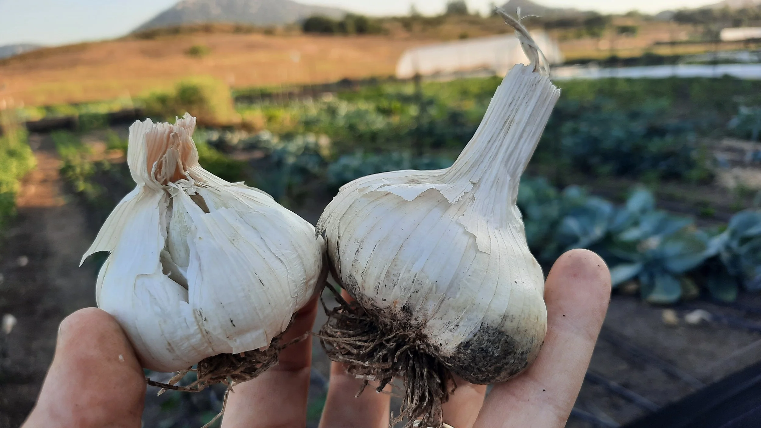 Garlic