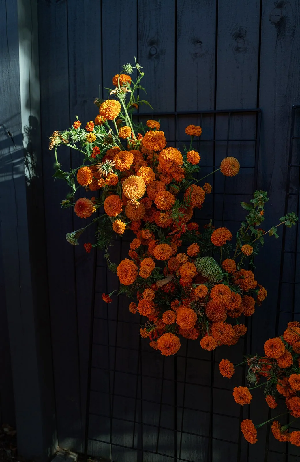 A bunch of orange marigold flowers hanging on a black metal grid against a dark wooden fence.