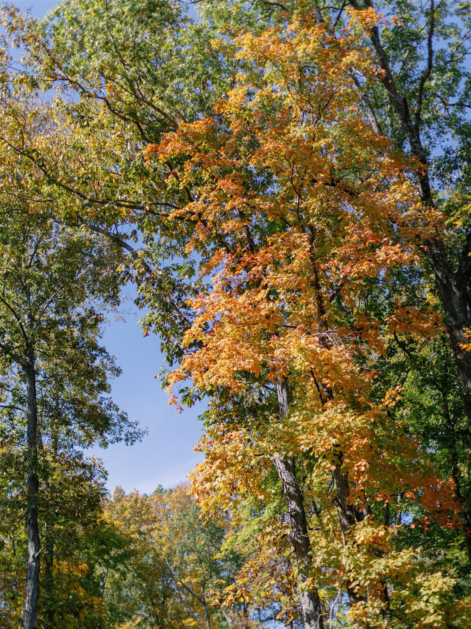 Tree with green and orange autumn leaves against a bright blue sky.