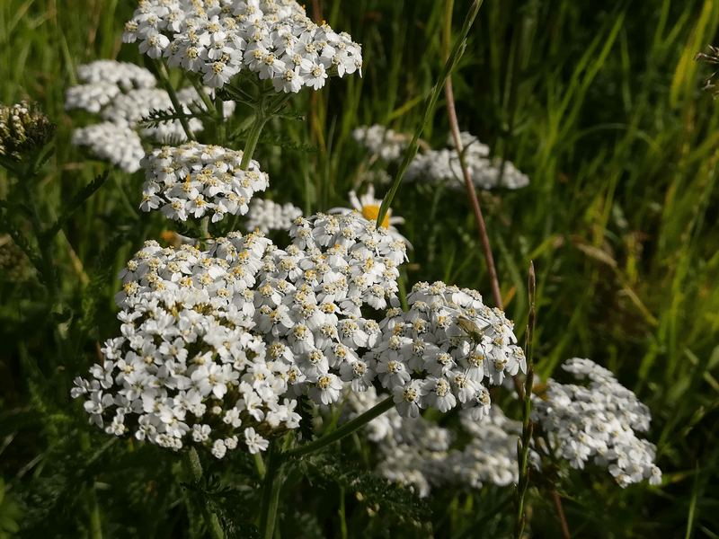 Verbazingwekkend 19x Wilde Bloemen Herkennen [FOTO'S] — the Writing Gardener KL-02
