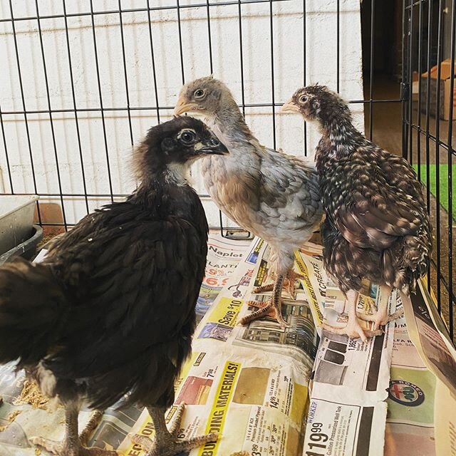 Tuesday after a long weekend. Everybody wishing they were back outside in the sun... ☀️🐓
#springchickens #backyardchickens #urbanchickens