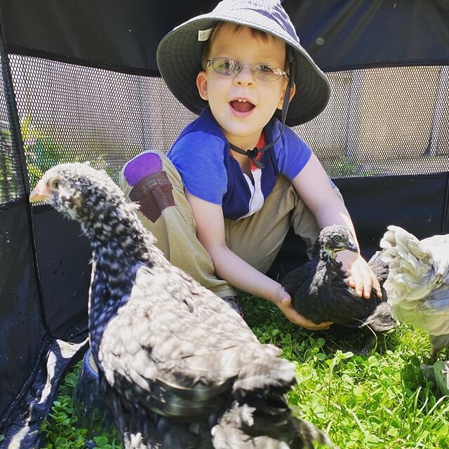 Our littlest urban homesteader is keeping the pullets company in their &quot;play pen&quot;. They haven't yet moved full-time out of doors, so we put them outside in this little pet pop-up tent during the day. #urbanhomestead #urbanchickens #kidsandc