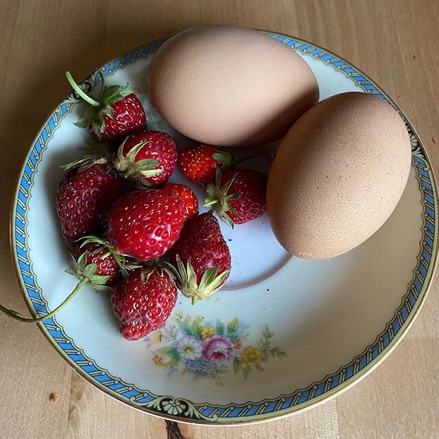 Happy solstice!
Hope everyone gets a bountiful harvest today!
#summersolstice #backyardchickens #eggsofinstagram #urbanfarming