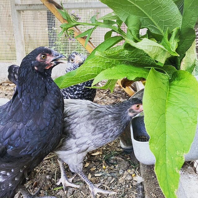 Up and at 'em! Have a good weekend!
.
.
.
#urbanchickens #backyardchickens #chickensofinstagram #oliveeggers