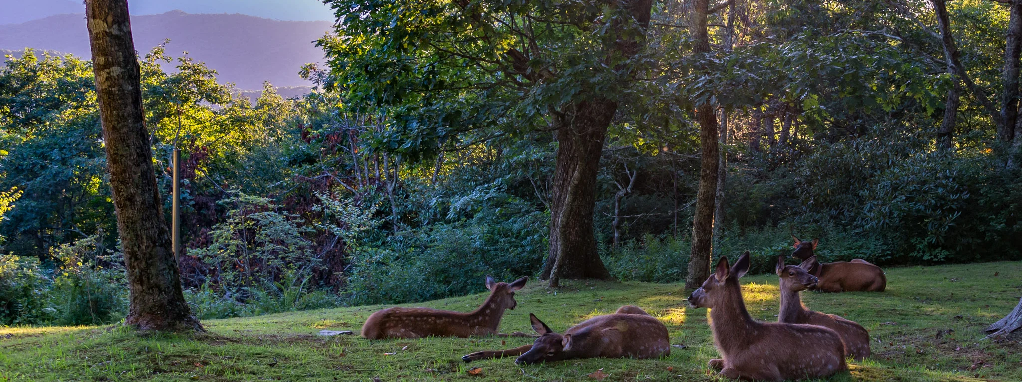 elk_landscape.jpg