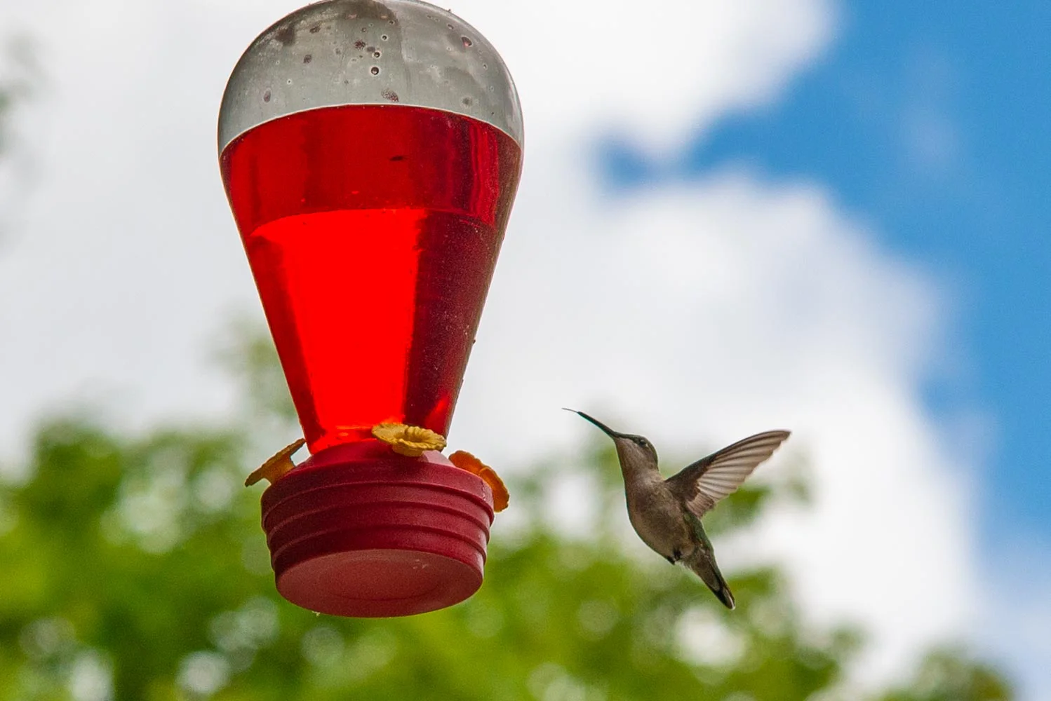 hummingbird2.jpg