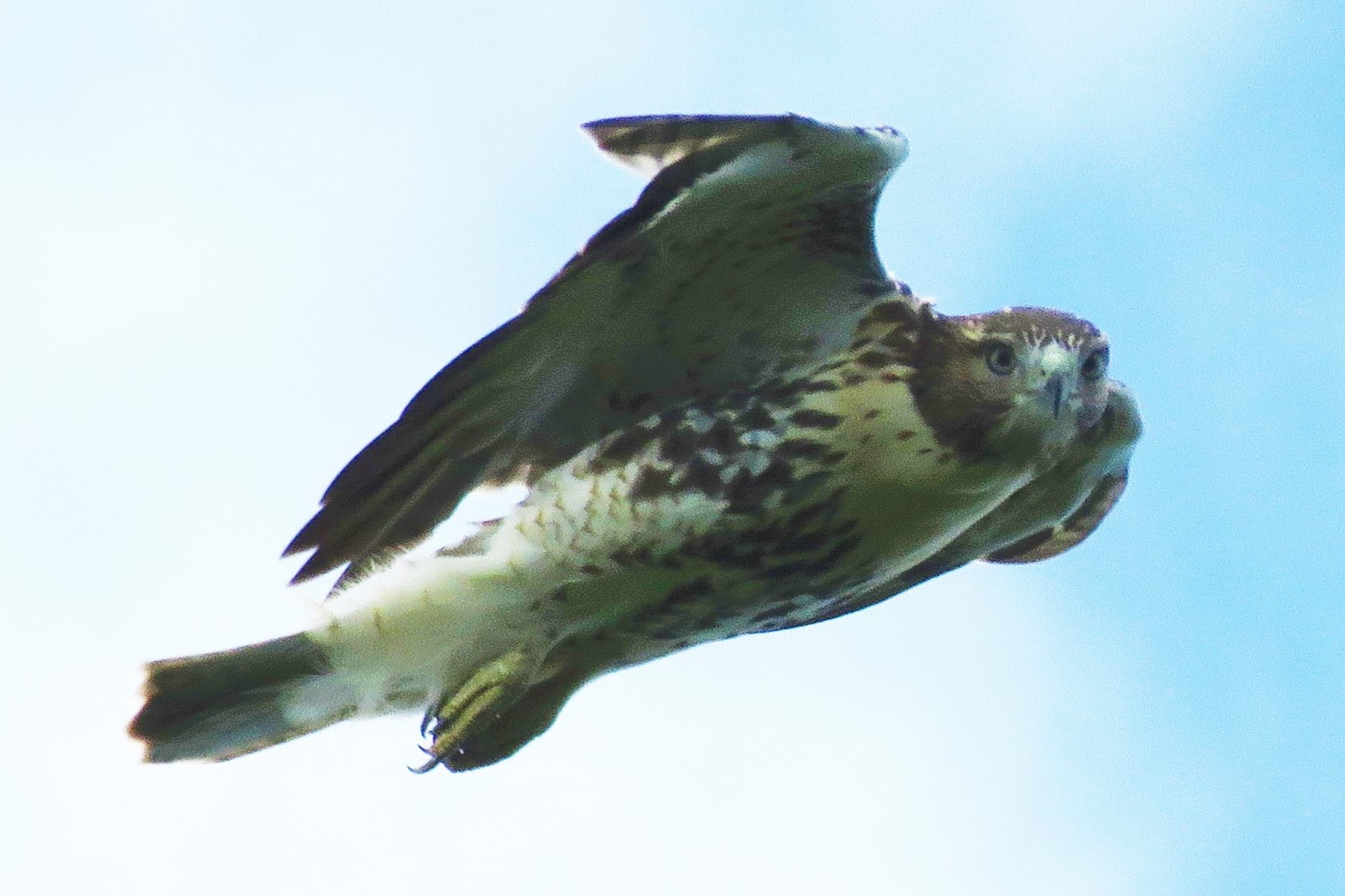 Red-tailed Hawk - Hook Mtn.jpeg