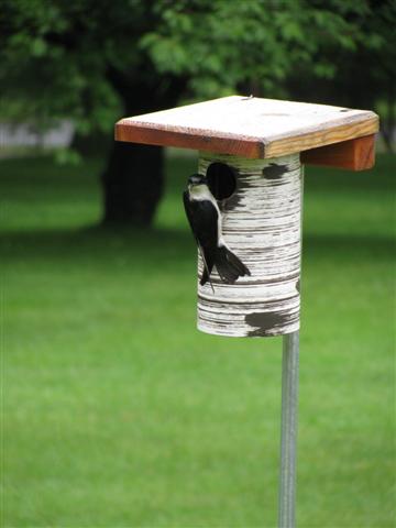 Tree Swallows nested in 15 of 26 Gilbertson nestboxes that replaced the traditional style. Last year we had 21 House Sparrow pairs attempting to nest in these 26 locations. The Gilbertson boxes reduced that number to just 3, proving a great deterrent for House Sparrows. However, we still did not increase the number of Eastern Bluebirds. None chose the Gilbertson box. Maybe with the reduced House Sparrow population, they try the box next year.