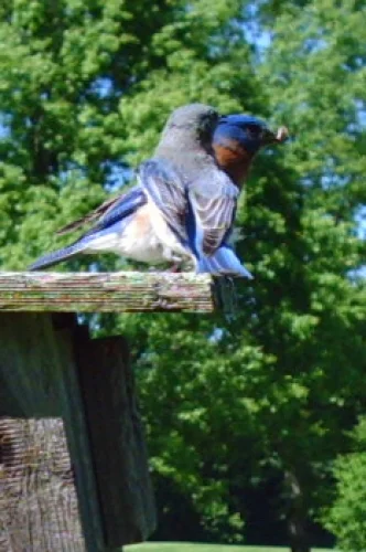 Bluebirds go through a courtship period before starting a family.