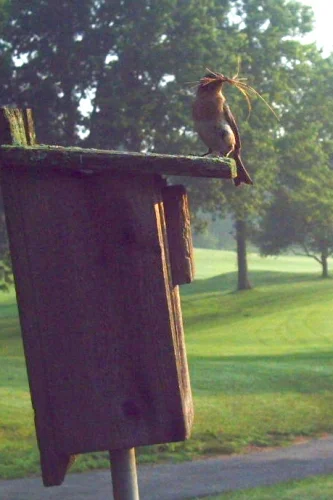 The female builds the nest using fine grasses and pine needles.