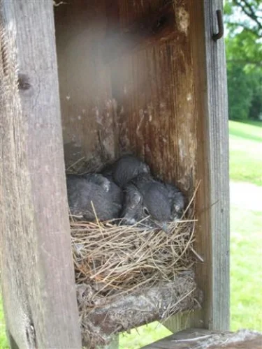 2-week old nestlings