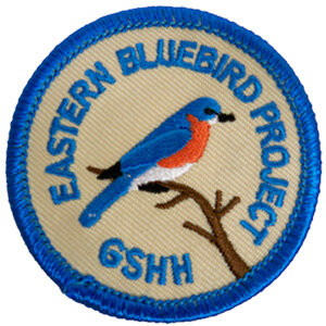 Bluebirds in Vernon