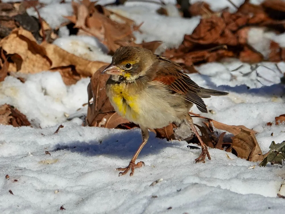 2025 — Bronx River Sound Shore Audubon