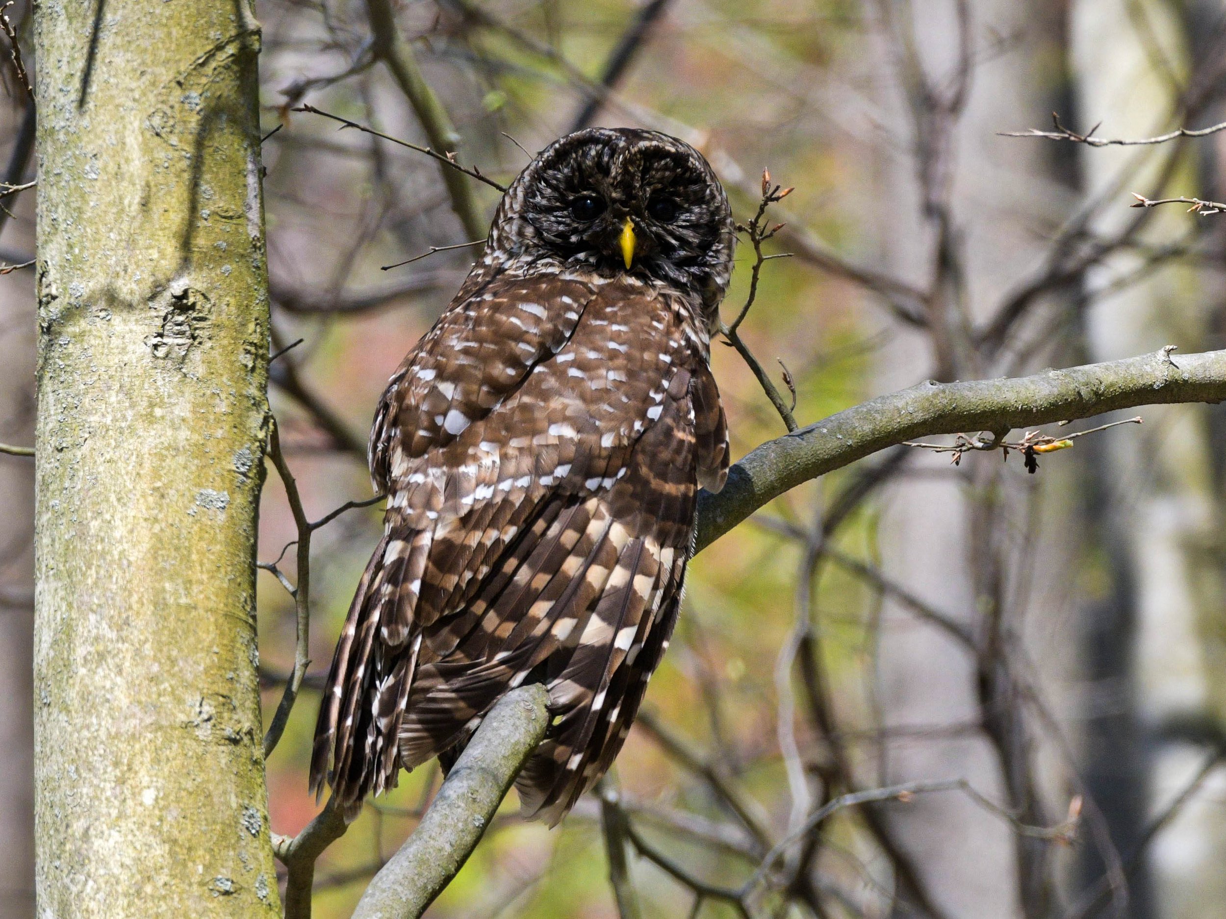 Barred Owl