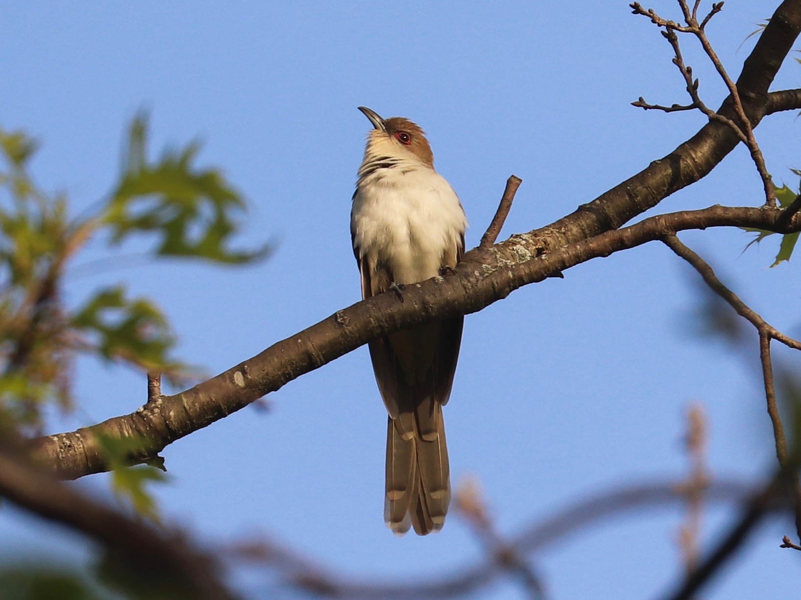 Black-billed Cuckoo