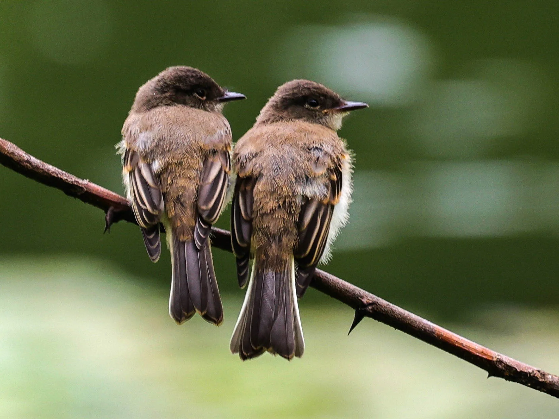 Eastern Phoebe