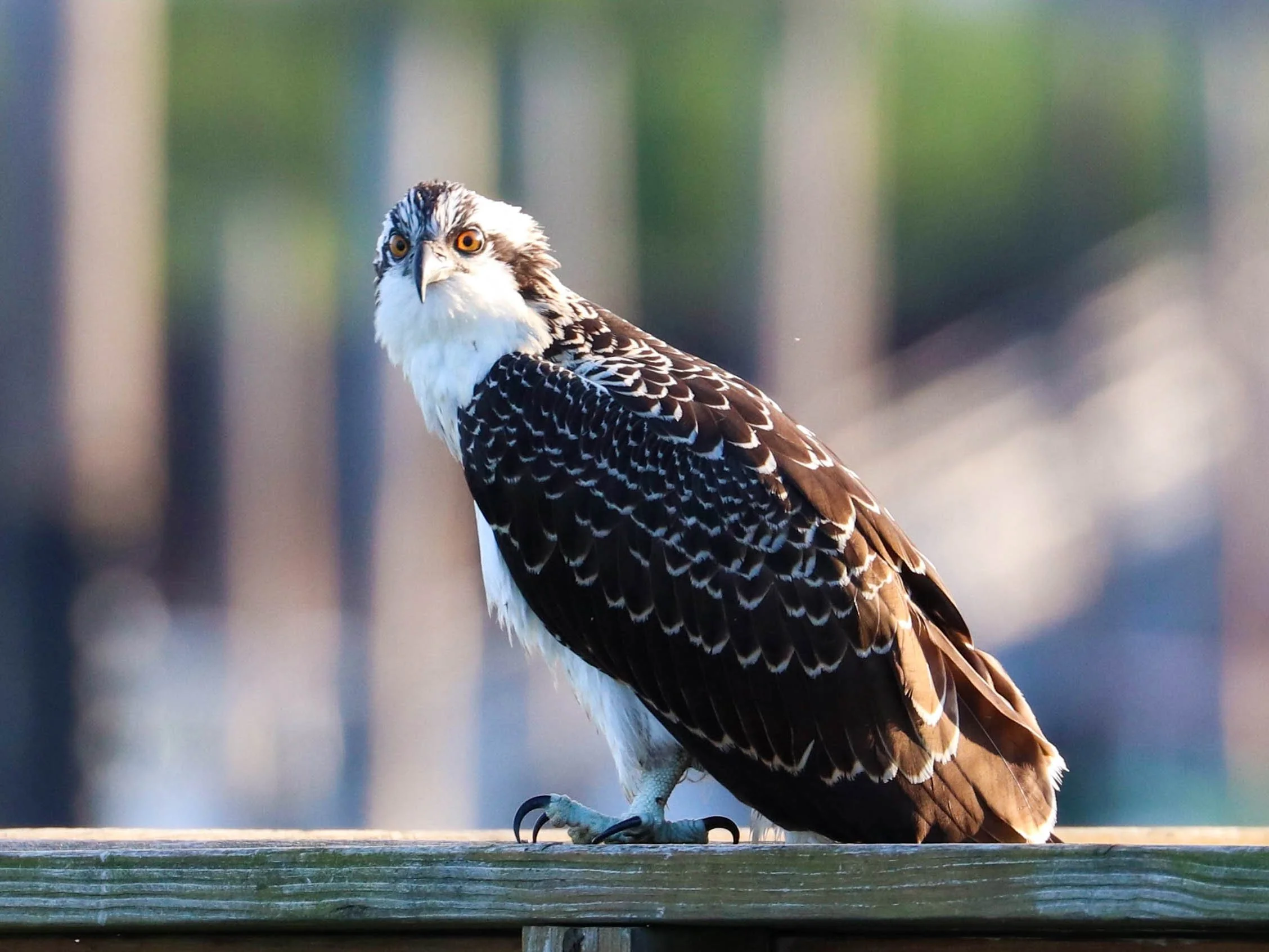 Osprey