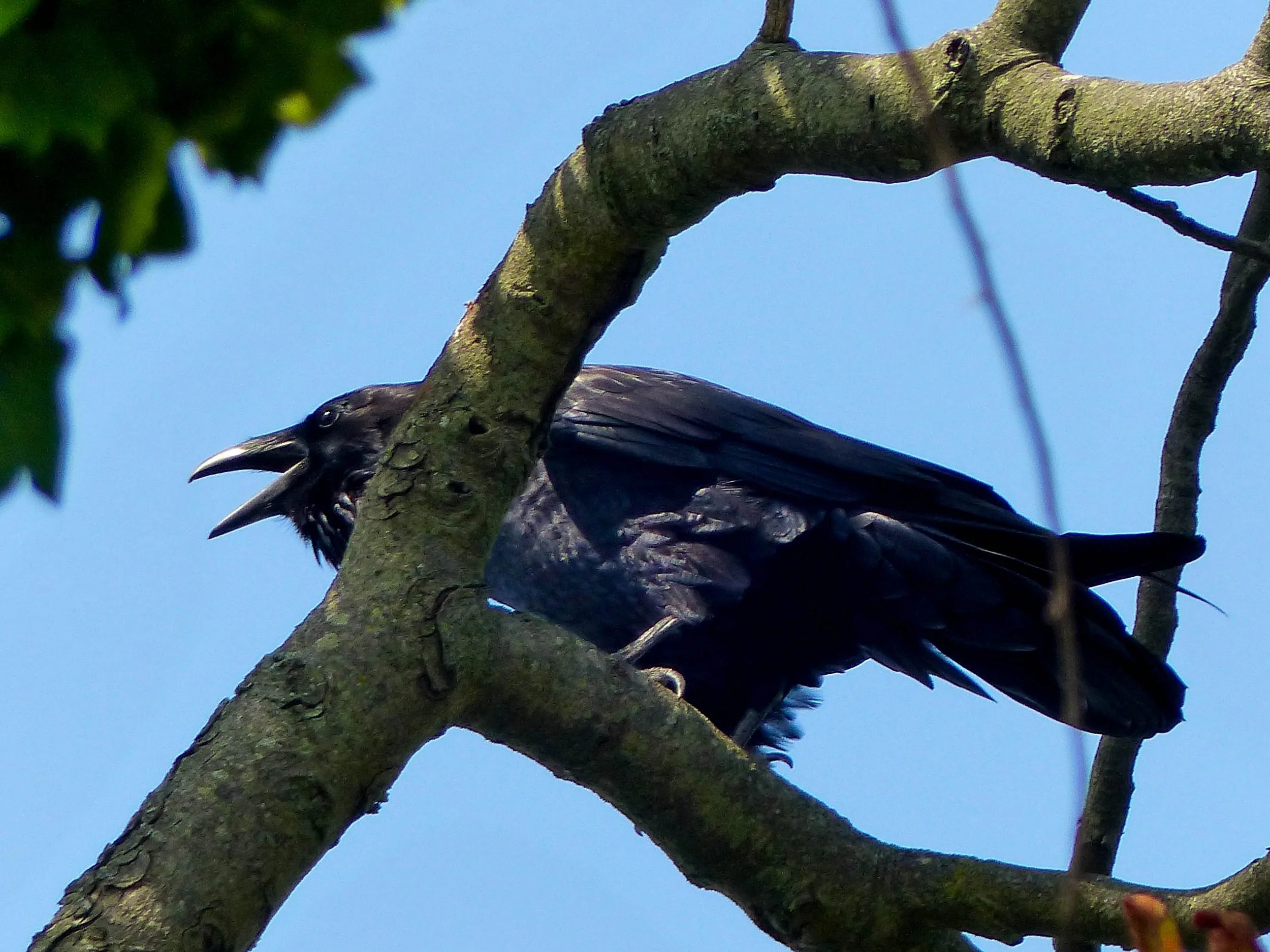 Common Raven