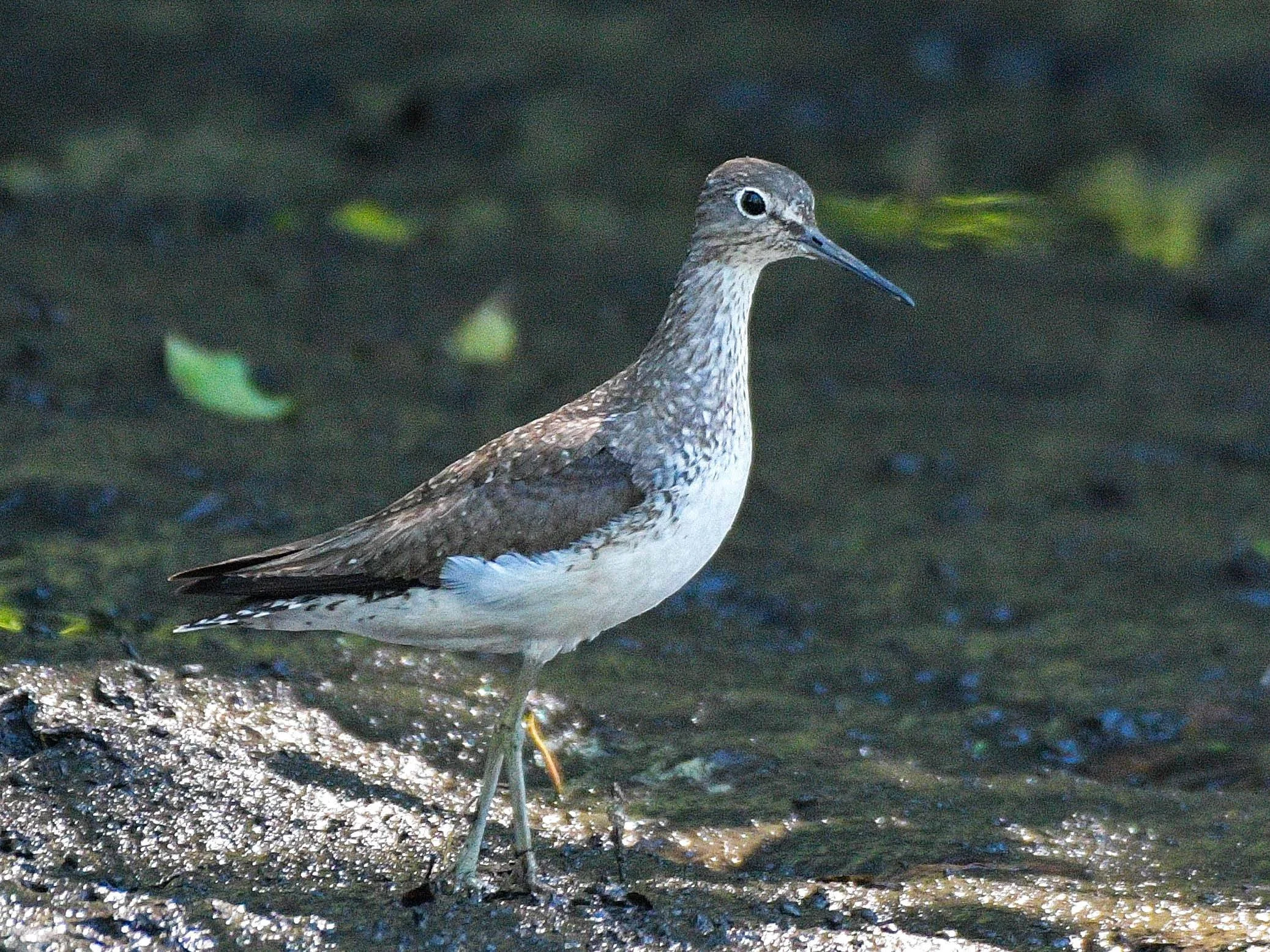 Solitary Sandpiper